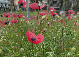 Pasquetta, picnic e pollini: perch&eacute; l'allergia rende per milioni di italiani la primavera la stagione pi&ugrave; difficile