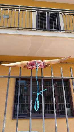 Scalpo di bovino e cappio sotto casa del presidente: l'Acireale Calcio sotto assedio