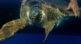 Eirene torna libera: la Guardia costiera di Milazzo lascer&agrave; in mare l'esemplare