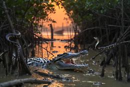 L'India pensa ai coccodrilli e ai serpenti per sigillare il confine con il Bangladesh e fermare l'immigrazione