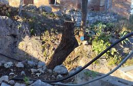 Legambiente: &laquo;Basta abbattimenti, serve un regolamento per salvare il paesaggio di Taormina&raquo;