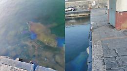 Ognina, torna l&rsquo;allarme: &laquo;Macchia di nafta nel porticciolo, silenzi dopo le segnalazioni&raquo;