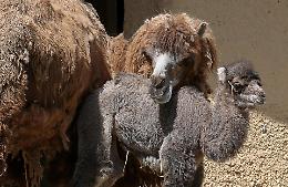 Valorizzare la produzione di latte di cammello in Ciad: il progetto della Regione siciliana con l'universit&agrave; di Palermo