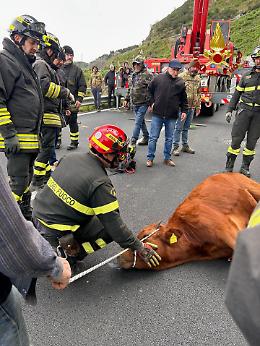 Vitello caduto in un pozzo profondo 5 metri recuperato dai vigili del fuoco