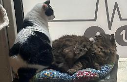 Palermo come Istanbul, questa &egrave; la citt&agrave; dei gatti: benvenuti da Nero Miciok