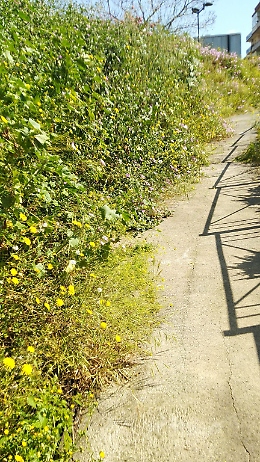 Parco Gemmellaro: erbacce e fontane a secco da tre mesi