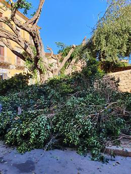 "L'Amministrazione Aiello ha fatto terra bruciata del verde pubblico"