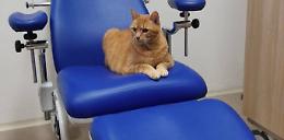 Pet therapy con il gatto "Pitagora" all'ospedale pediatrico di Firenze