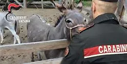 Asinelli rubati recuperati in un recinto a Piedimonte Etneo: due denunciati per abigeato