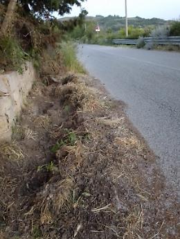 Monterosso, scontro tra auto e cinghiale in contrada Pantano/Montagno: torna l'allarme