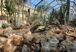 Zagara di primavera a Palermo: Welwitschia, piante rare e un'aiuola per Falcone