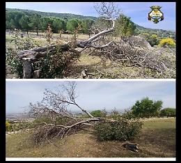 Comiso, abbattuto un albero di carrubo dopo che alcuni incivili lo avevano scelto come sito per una grigliata