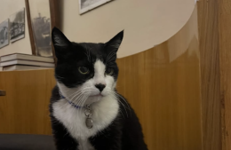 Saverio, il gatto di Poppi che da mascotte del borgo &egrave; diventato un fenomeno virale con oltre 3 milioni di visualizzazioni