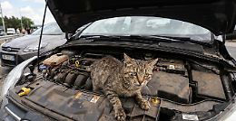 Gatto nel vano motore di un'auto percorre oltre 120 km: salvato e adottato da un agriturismo