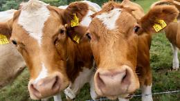 Aggredita da una mandria di mucche, 67enne muore, marito in condizioni critiche: shock in Austria