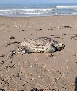 Carcassa di Caretta caretta sulla spiaggia di Passo Marinaro, Firrincieli: "E' l&igrave; da giorni, va rimossa"