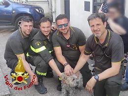 La storia a lieto fine della cagnolina Lilly e dei suoi padroni salvati da un incendio a Misterbianco 