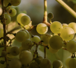 Festa del Catarratto: Santa Cristina Gela celebra il vino dell'anima siciliana