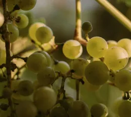 Festa del Catarratto: Santa Cristina Gela celebra il vino dell'anima siciliana