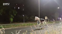 L'ombra del licenziamento sui quattro agenti del disastro dei cavalli "scossi" a Roma