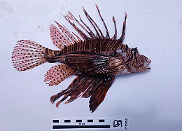 Nel mare di Ragusa &egrave; allarme: segnalato per la prima volta un pesce scorpione