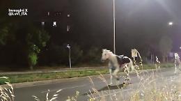 Cavalli in fuga a Roma dopo i fuochi d'artificio, indagato un agente della polizia municipale