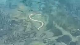 Allarme a Ibiza: i serpenti nuotatori stanno svuotando il paradiso (mangiando lucertole)