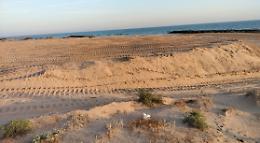 Donnalucata, dune cancellate in un giorno: Micenci denuncia e chiede interventi