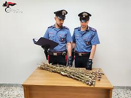 Sequestrate 720 piante di papavero da oppio in fase di essiccazione: due denunciati