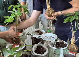 Kokedama sospeso: l'orto appeso a un filo all'Orto Botanico di Catania