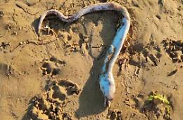Sampieri e gli strani ritrovamenti sulla spiaggia