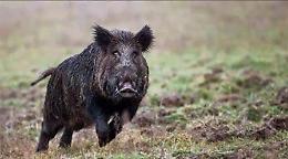 Ragusa, avvistato un cinghiale nero in prossimit&agrave; dell'ospedale Giovanni Paolo II