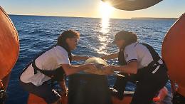 L'abbraccio di Lampedusa a Lina: la tartaruga simbolo dell'Italian Turtle Day &egrave; tornata in mare al tramonto