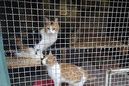 In Vietnam sgominata la banda che rubava gatti per destinarli al consumo alimentare: in 400 salvati dal macello 
