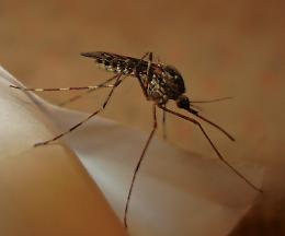 Zanzare nell'estate 2025: tra rischio dengue e West Nile le specie pericolose da cui difendersi