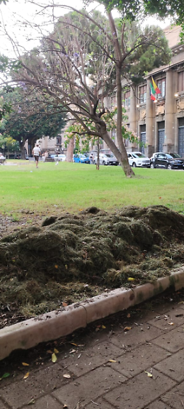 Erba tagliata ma non raccolta in Piazza Roma