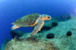 Sampieri (Scicli), tartaruga Caretta caretta nidifica lungo la spiaggia