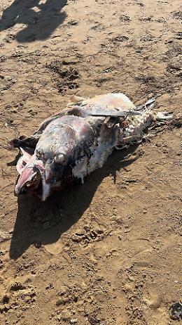 Enorme pesce putrefatto sulla spiaggia di Scoglitti: "Il Comune si attivi per rimuoverlo"
