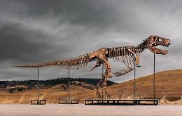 Gus, il T. rex da 30 milioni di dollari che divide scienza e mercato