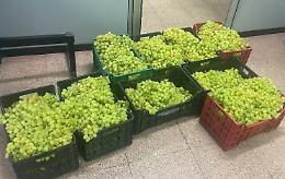 Uva di Mazzarrone, ricomincia la stagione dei furti: &laquo;Perdite economiche insostenibili per le aziende agricole&raquo;