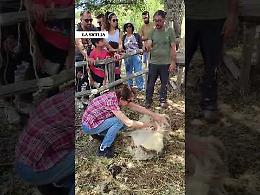 Sui Nebrodi la tosatura delle pecore diventa un'esperienza per turisti (Video)