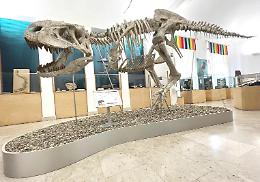 Comiso, lo scheletro di 8 metri di un tirannosauride attira i visitatori al museo civico di storia naturale