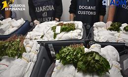 Maxi sequestro a Fiumicino, passeggero da Tel Aviv trovato con 216 kg di khat in sette bagagli