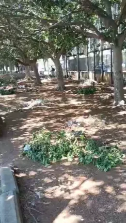 Palermo, piazzale John Lennon: potatura lasciata a met&agrave;, rami e rifiuti invadono l'area