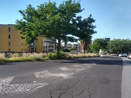 Aiuole troppo piccole e incuria: alberi in lotta a Fasano, Catania