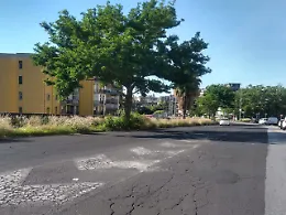 Aiuole troppo piccole e incuria: alberi in lotta a Fasano, Catania