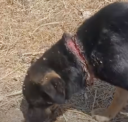 Orrore nelle campagne del Modicano: cucciola trovata con una corda stretta attorno al collo