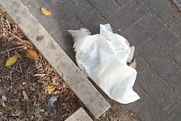 Marina di Ragusa, la morte di un gattino e l'indifferenza dei passanti