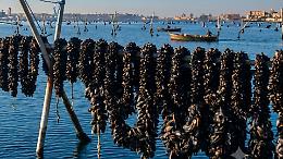 Acque "bollenti" e fondali senza ossigeno, il clima minaccia cozze e vongole