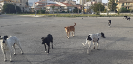 La Regione siciliana vara il decreto sul randagismo: regole chiare per recupero, affido e adozione dei cani